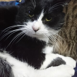 人大好きなハチワレちゃん♂