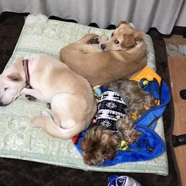 さきもんじのカバー写真