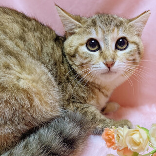 パステルカラーの子猫『コロンちゃん』４ヶ月