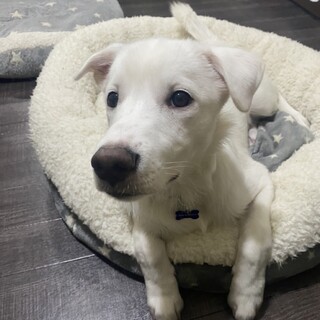 ラブミックスのような垂れ耳の白い仔犬ふくくん