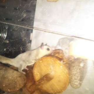 フクロモモンガ