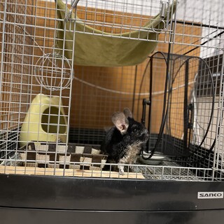 ブラックパールの男の子里親募集します。