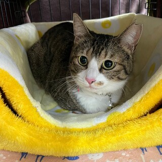 人が大好きで一緒に人と寝ているハルちゃんです