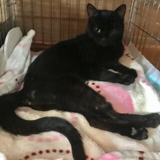 下半身麻痺があります、元気で可愛いおはぎちゃんです