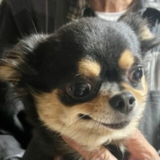 チワワの女の子