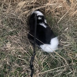 「最近のなすこ家」サムネイル2