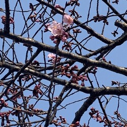 「最近のなすこ家」サムネイル3