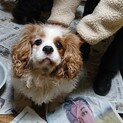 キャバリア‼️美人な犬でも、太りぎみ