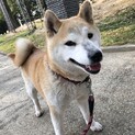 　性格も良く可愛い柴犬