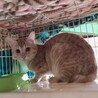 ありがとうございました★可愛い茶虎のマオくん サムネイル2