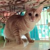 ありがとうございました★可愛い茶虎のマオくん サムネイル3