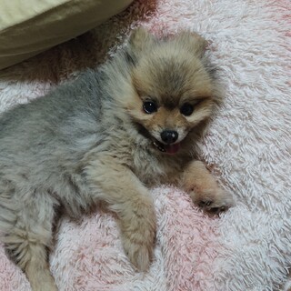 惚れる!はまる!飼うと分かるポメラニアンの魅力