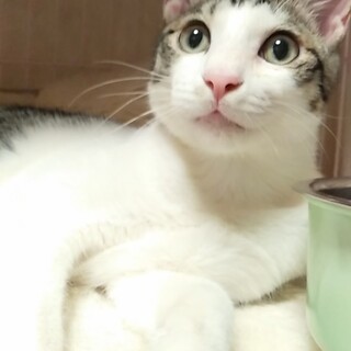 里親様決定！『ヤン』くん♂