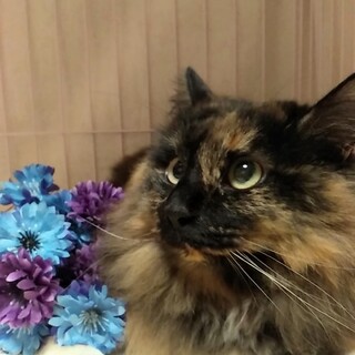 サビ長毛『ティラ』ちゃん♀