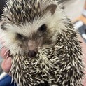 ハリネズミ 里親募集