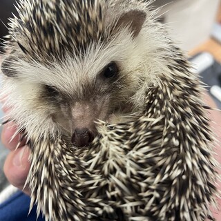 ハリネズミ 里親募集