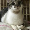 スリゴロで他の猫とも仲良しのいっちちゃんです サムネイル2