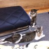 スリゴロで他の猫とも仲良しのいっちちゃんです サムネイル3
