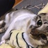 スリゴロで他の猫とも仲良しのいっちちゃんです サムネイル4