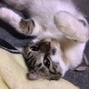 スリゴロで他の猫とも仲良しのいっちちゃんです サムネイル5