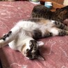 スリゴロで他の猫とも仲良しのいっちちゃんです サムネイル6
