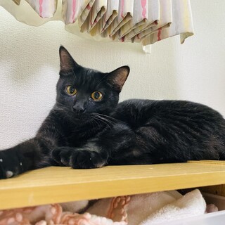 甘えん坊将軍!!黒猫丸源!