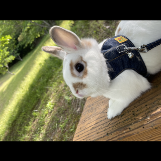 ネザーランドドワーフ