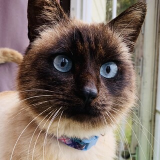 サム　シャム風　ブルーアイ　お家の中で幸せに！