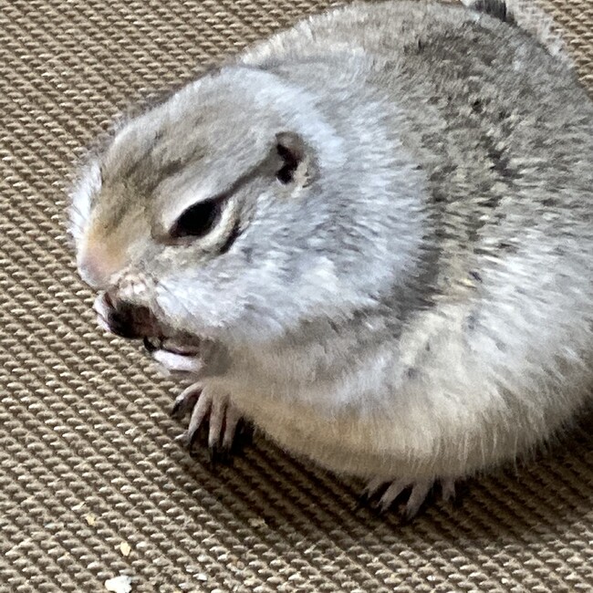 さちばばのカバー写真