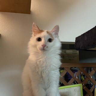 【募集停止】少し長毛ラオウ！