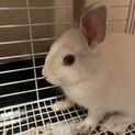 ミニうさぎ　生後6か月　ブルーアイドホワイト　♀