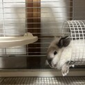 ミニうさぎ　ライオン系　1歳くらい　♂ ホワイト