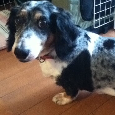 うちの子になって3日目