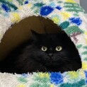 【里親さん決定】黒猫の長毛・デコちゃん