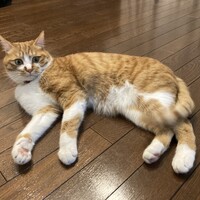 ねこた