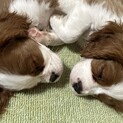 里親が決まりました。