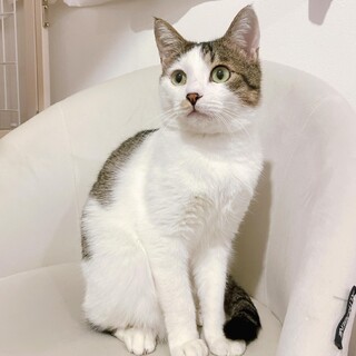 3/19譲渡会✨奄美から来た食いしん坊の塩顔男子