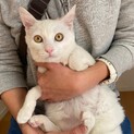 イケメン白猫★ノア君