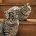 まん丸なお顔が可愛い兄妹猫♡りんちゃん