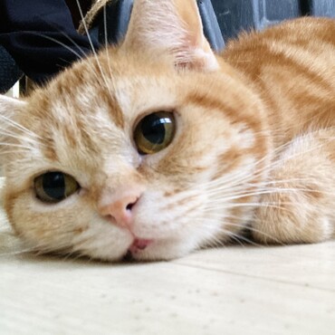 母猫としてすんごい頑張ってくれた子です