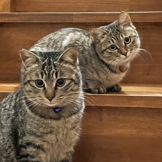 まん丸なお顔が可愛い兄妹猫♡ふく君