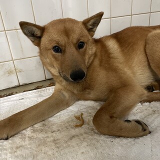 殺処分対象、3月15日期限です！