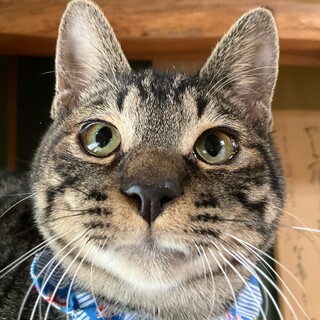 生後6ヶ月、すりすりゴロゴロのさくらくんです♡