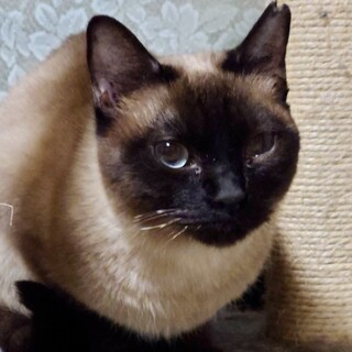 シャム風ブルーな瞳。とっても大人しいニーナ