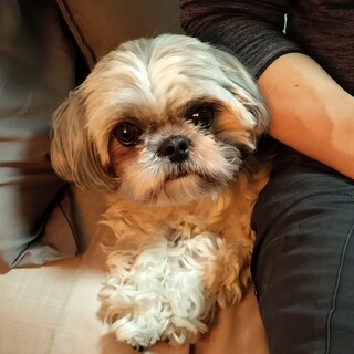 人懐こいシー・ズーのじゅんちゃん6.5kg