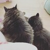【トライアル決定】甘えん坊美猫長毛男子 サムネイル5