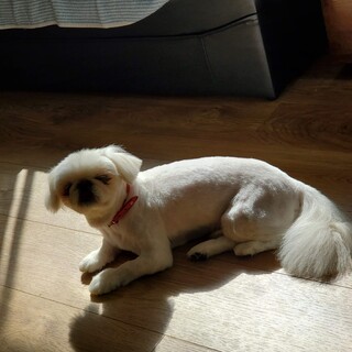 ペキニーズ 7歳 里親募集