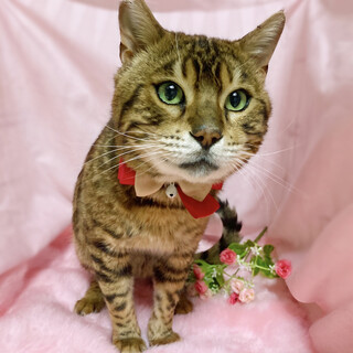 甘えん坊！ベンガル風のイケメン