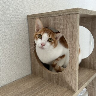 佐助：遊びもおやつも大好きな男の子。