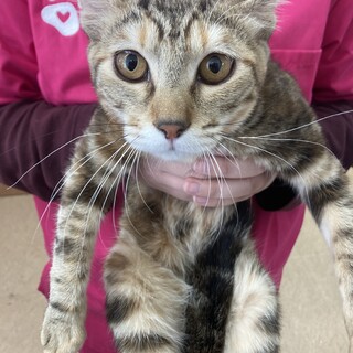 可愛いまるまるおめめの美人猫♪けいちゃん